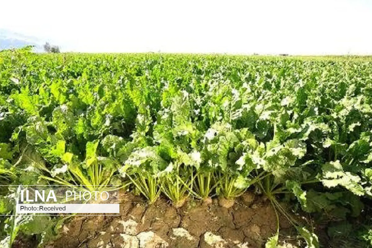  کشت چغندرقند در ۷۵۷ هکتار از اراضی کشاورزی قزوین