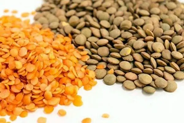 برداشت عدس در ییلاقات املش آغاز شد