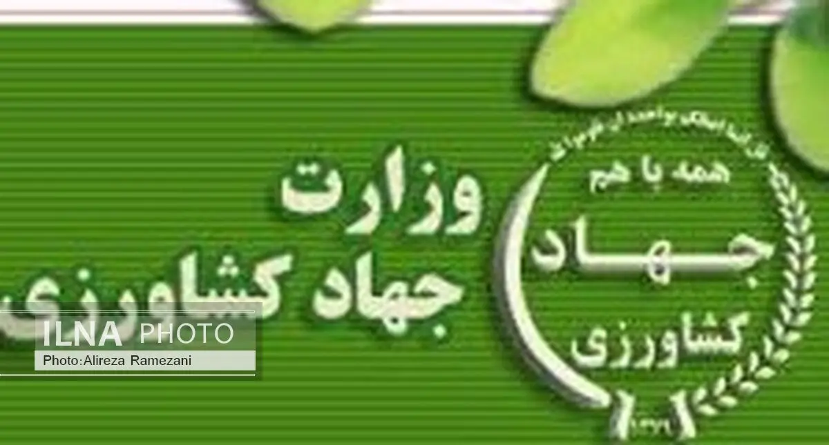 مجری طرح افزایش تولید دانه های روغنی منصوب شد
