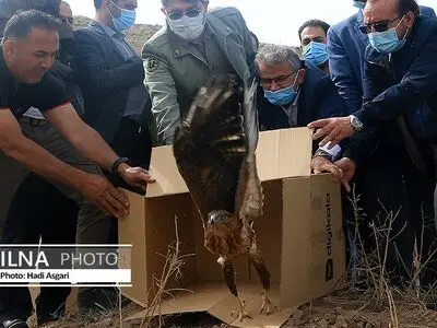 پروازِ پرندگان شکاری تیمار شده در طالقان/ لاک پشت و کبک‌ها در طبیعت رها شدند+فیلم