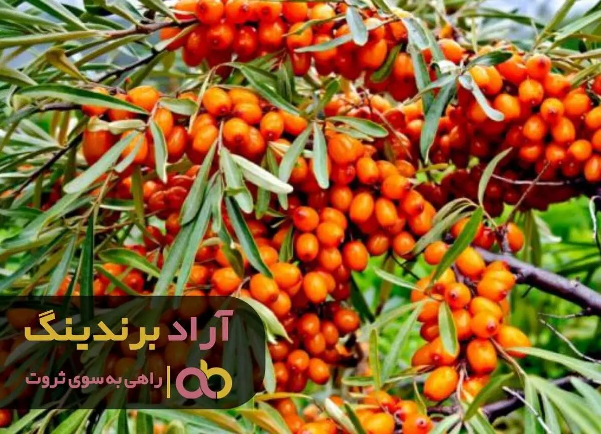 
با سنجد بود که توانستم طعم ثروت را در زندگی ام بچشم