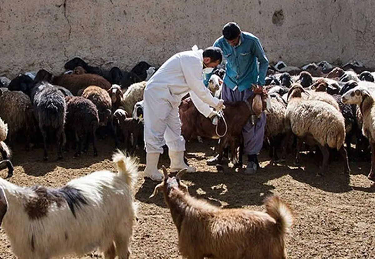 واکسیناسیون رایگان  دام ها در سیرجان علیه طاعون نشخوار کنندگان کوچک 