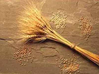 خودکفایی ایران با کاهش 360 هزار هکتاری سطح زیر کشت در تولید گندم 