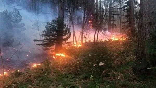 مهار آتش در جنگل‌های سوزنی برگ آق‌قمیش گالیکش