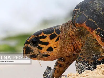 تاثیر منفی تغییر اقلیم بر ترکیب جنسیتی لاک پشت های پوزه عقابی