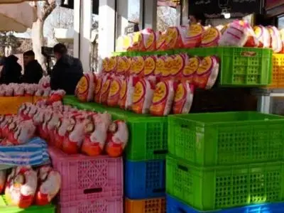 عرضه گوشت مرغ کیسه‌ای در آذربایجان‌غربی تا نیمه اردیبهشت ادامه خواهد داشت