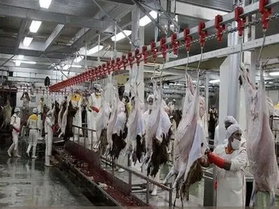 کاهش تعداد دام‌های استان مرکزی در سال گذشته/ نبود کشتارگاه صنعتی دام؛ مهم ترین مشکل سازمان دامپزشکی استان