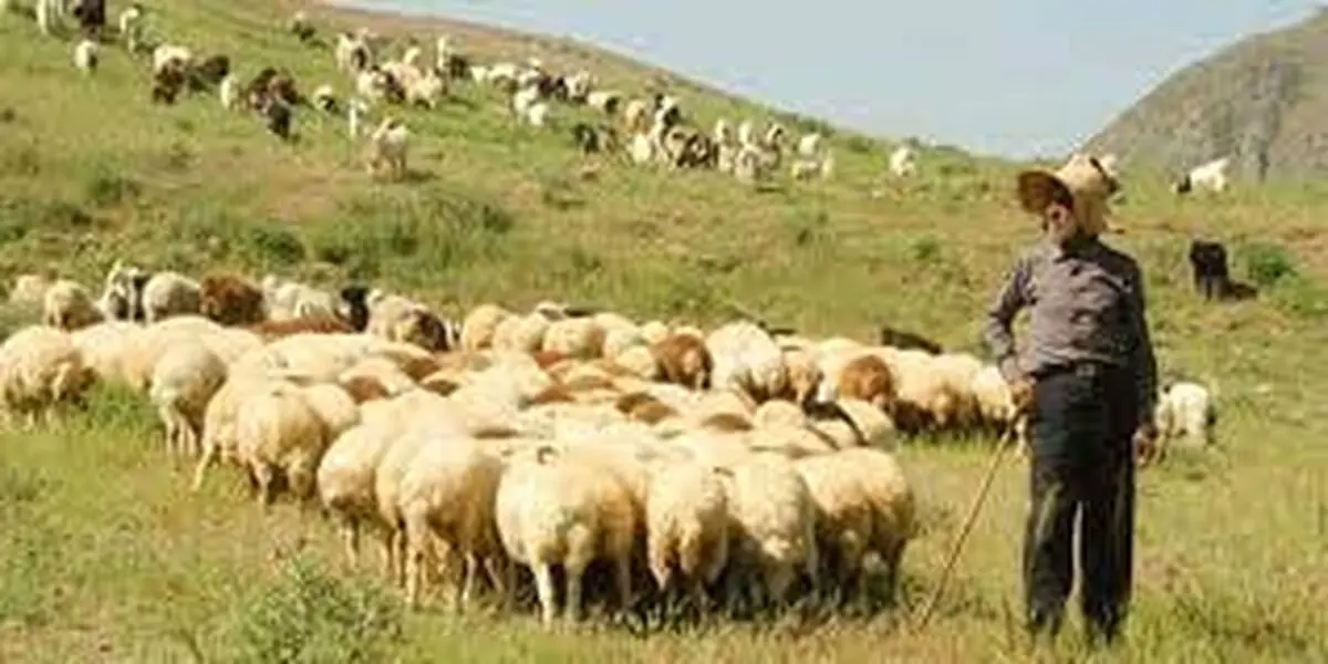 تشریح جزییات استفاده از «کارت دامدار» / تا امروز یک راس دام هم صادر نشده است/ دولت در عوارض صادارتی بودجه ۱۴۰۱ تجدیدنظر کند