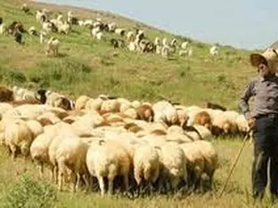 دامداران نسبت به تمدید پروانه چرا اقدام کنند