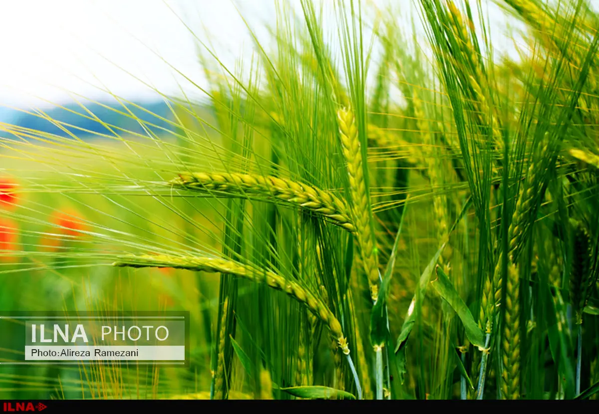 پرداخت بیش از 291 میلیارد ریال تسهیلات به طرحهای بخش کشاورزی ایلام