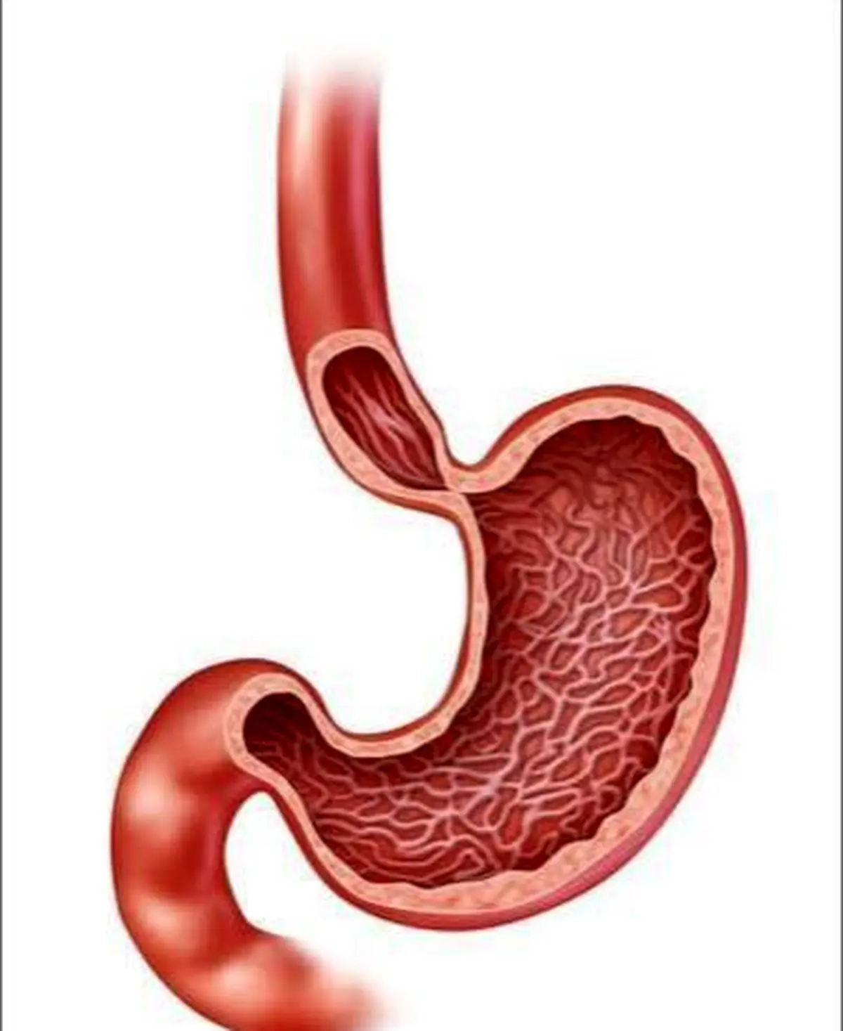 معده هر ۳ تا ۴ روز یک‌بار نوسازی می‌شود!