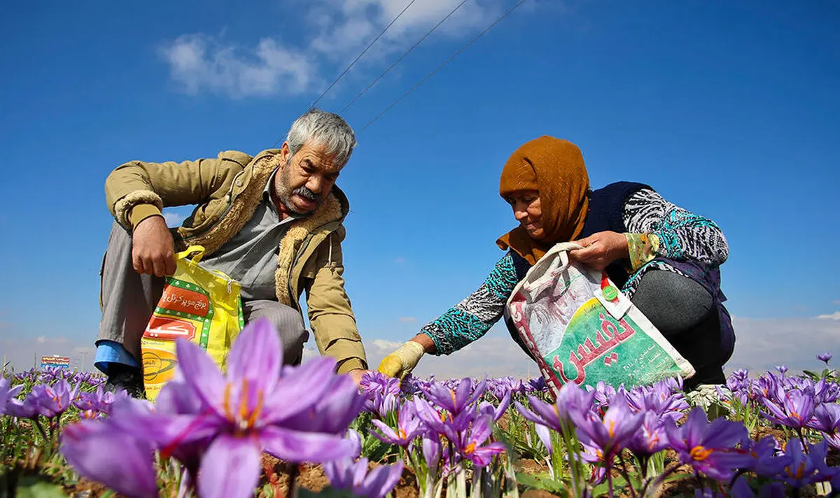 افزایش هزینه های کارگری برای برداشت زعفران در گناباد/ هر هکتار زعفران ۲۰۰ نفر اشتغالزایی دارد