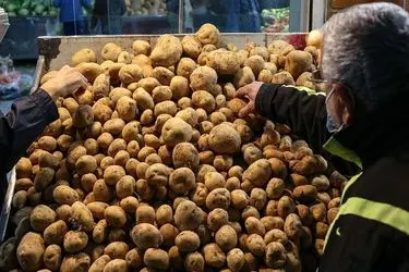 روند تعادلی قیمت سیب‌زمینی با عرضه انبوه در البرز