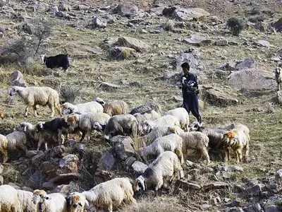 مجروح شدن یک دامدار ۶۰ساله بر اثرحمله خرس
