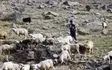 مجروح شدن یک دامدار ۶۰ساله بر اثرحمله خرس