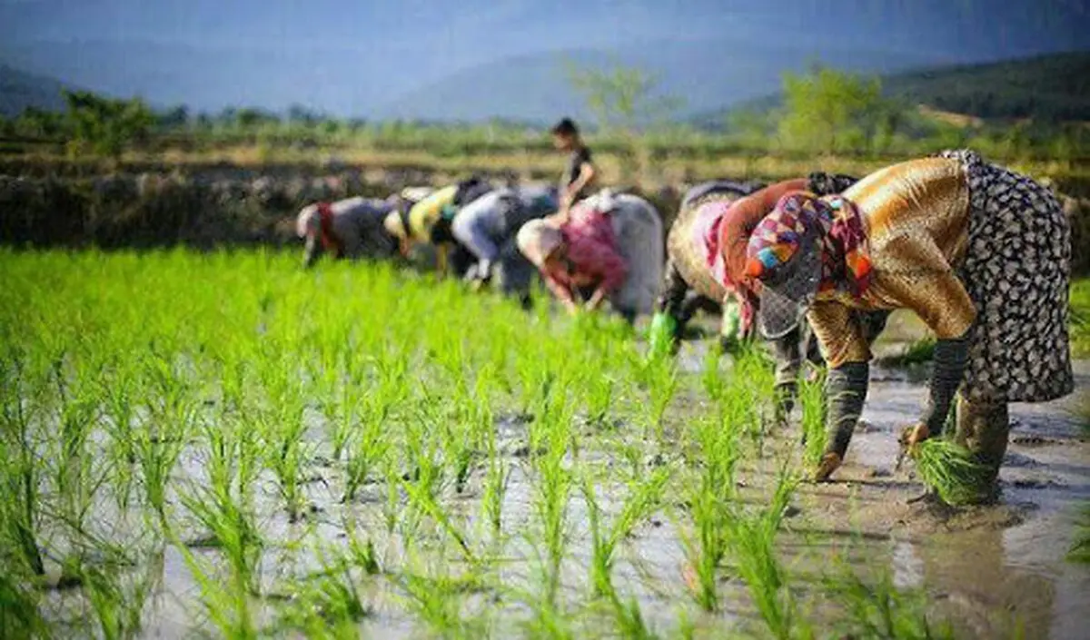 افزایش کشت برنج در مازندران