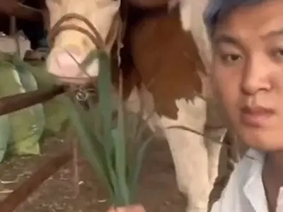 قهر کردن از نوع گاوی+ فیلم