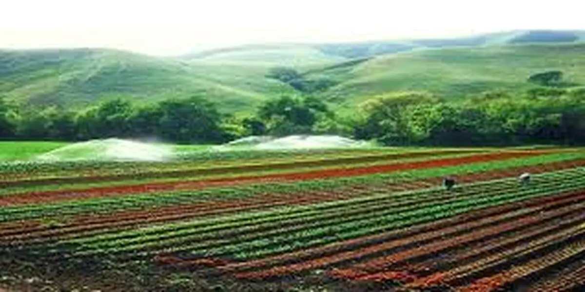 هیچ کشت فراسرزمینی نداریم/ کشاورزی در غنا و زیمباوه با تسهیلات داخلی