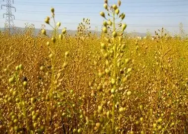 خرید۸۰ هزار تن دانه‌ روغنی از کشاورزان سراسر کشور