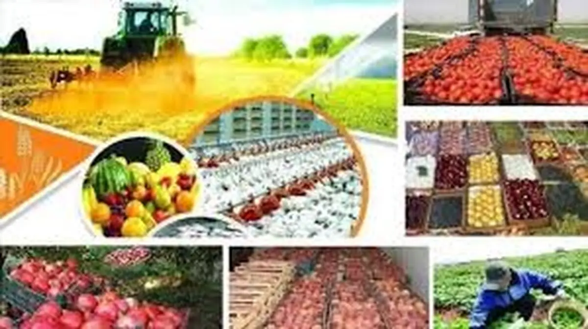 خرید بیش از 58 هزار تن محصول کشاورزی در 4 ماه نخست امسال