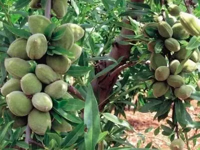 خرید نهال برای کاشت از نهالستان برتر نهال