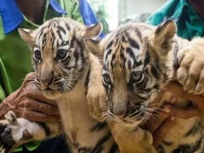 بالا رفتن شگفت‌انگیز ببر بنگال از درخت در جنگل + فیلم