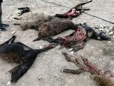 دریده شدن ۱۲ رأس گوسفند توسط گرگ‌ها در بجستان/ خسارت 30 میلیونی به صاحب دام‌ها