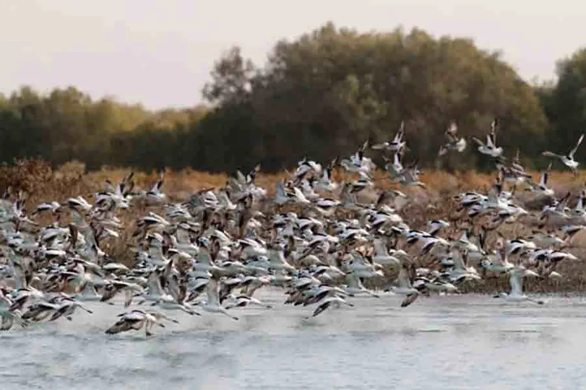 کاهش 18 درصدی فراوانی گونه‌های پرندگان در البرز/ مشاهده‌نشدن مورد مشکوک آنفلوآنزای پرندگان در استان 