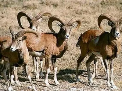 آبرسانی به حیات‌وحش و پایش مستمر پارک ملی هفتاد قله