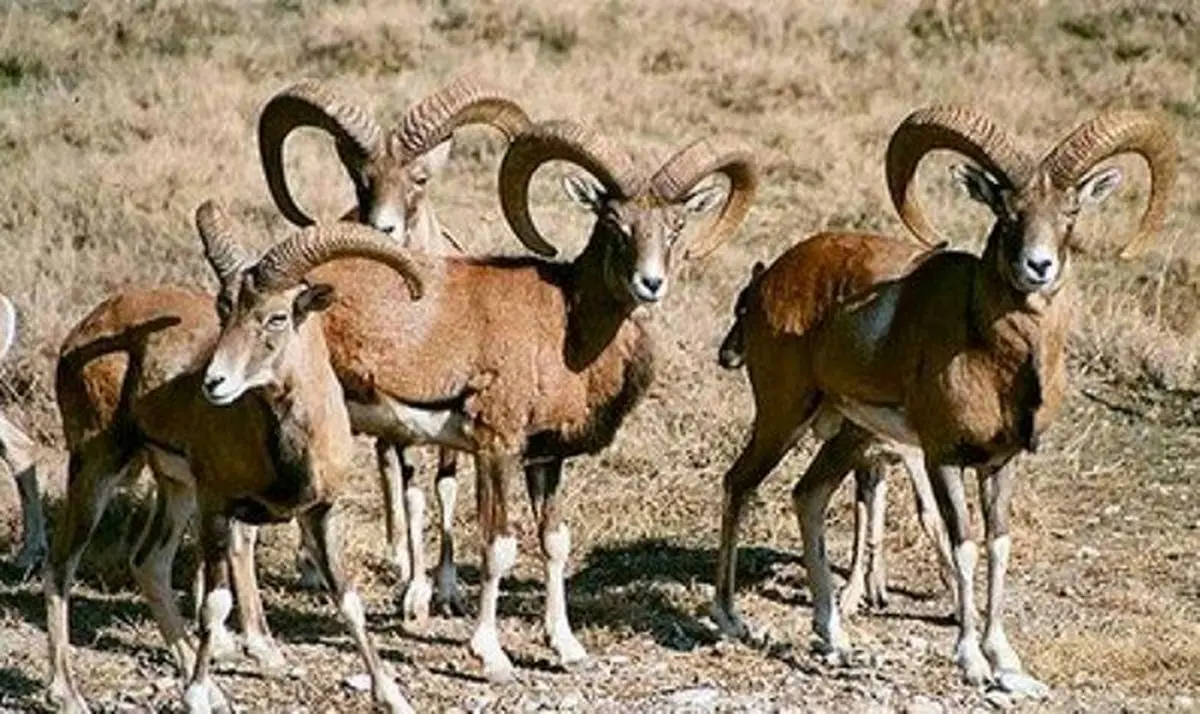 آبرسانی به حیاتوحش و پایش مستمر پارک ملی هفتاد قله