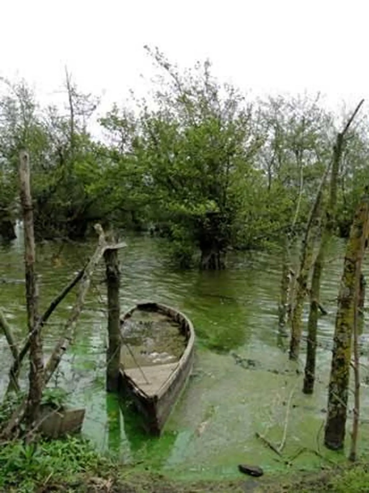 پاکسازی نوار ساحلی و لایروبی رودخانه مرداب آستارا