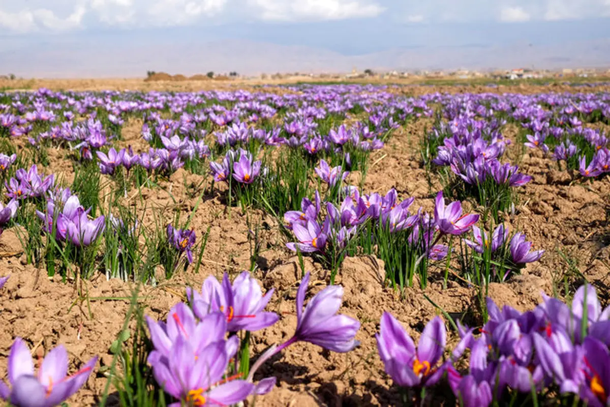 کاهش ۵۰ درصدی تولید زعفران در خوشاب خراسان رضوی 