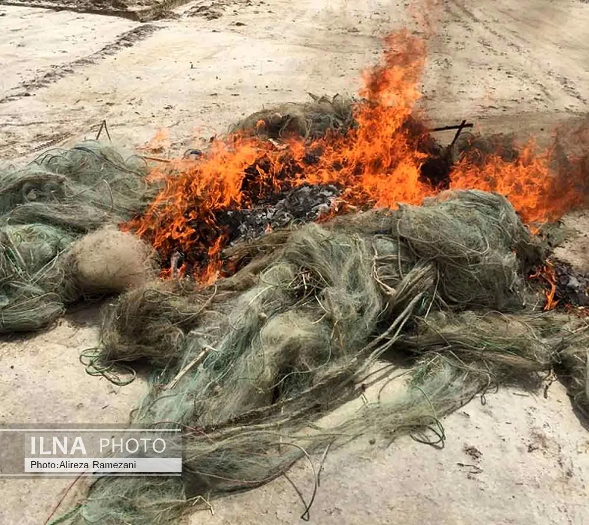 امحاء 150 رشته تور دام زنده گیری کبک در شاهین‌دژ