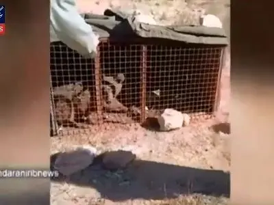 زنده‌گیری خرس مهاجم در ورزنه بابل + فیلم