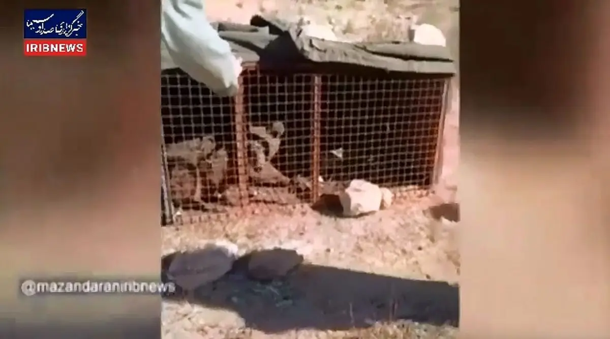 زنده‌گیری خرس مهاجم در ورزنه بابل + فیلم