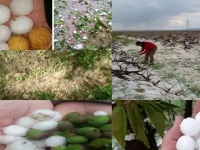 خسارت میلیاردی تگرگ به ۸۵ هکتار از باغات پیرانشهر 
