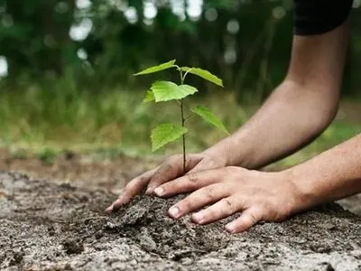 کاشت 260 هزار اصله نهال در استان مرکزی 