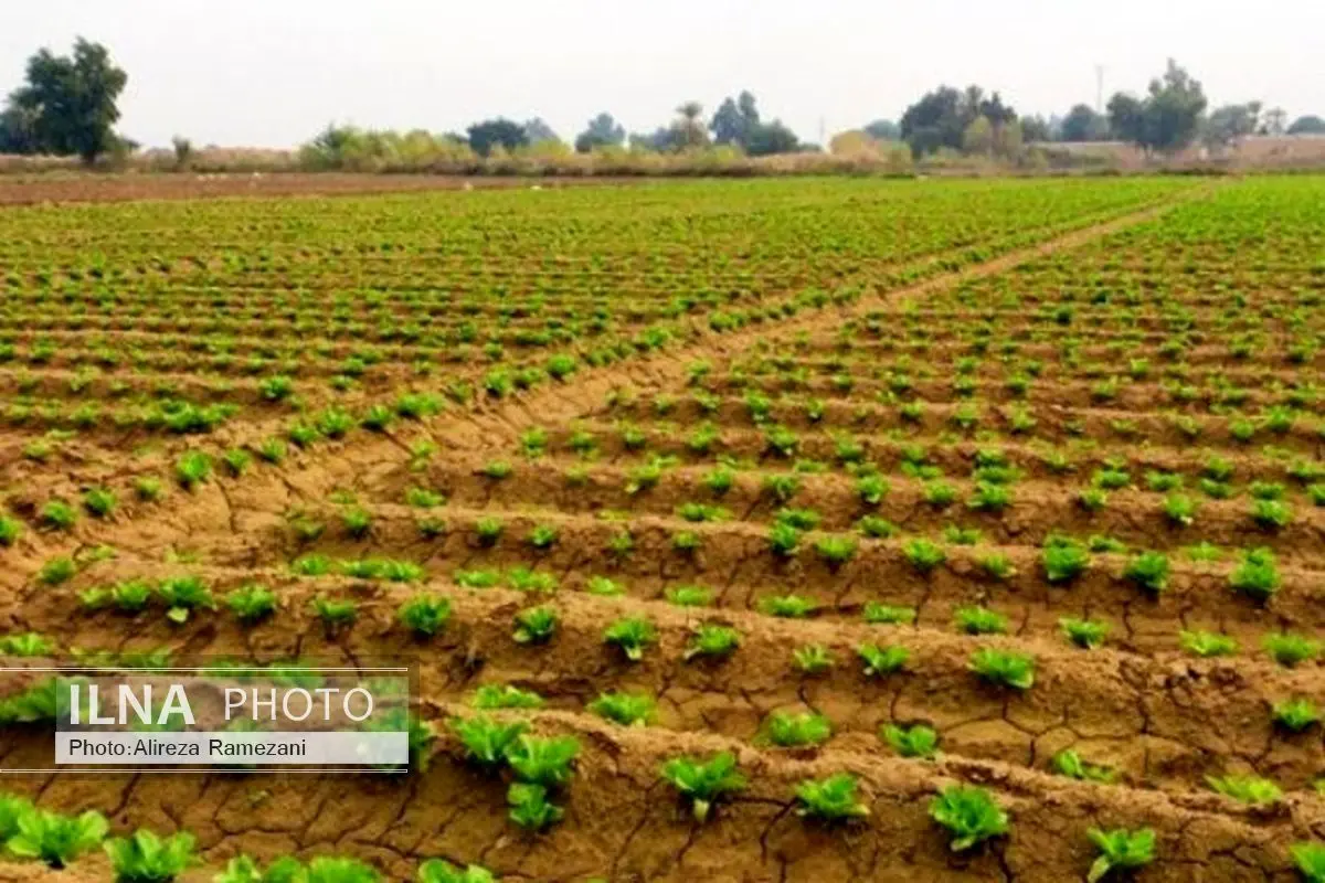 احیای اراضی خوزستان منجر به افزایش 10 میلیون تنی محصولات کشاورزی شد