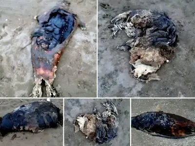 کشف لاشه پنج قلاده فوک خزری در سواحل بابلسر و جویبار / شمار تلفات ثبت شده در سواحل مازندران به ۱۷ مورد رسید