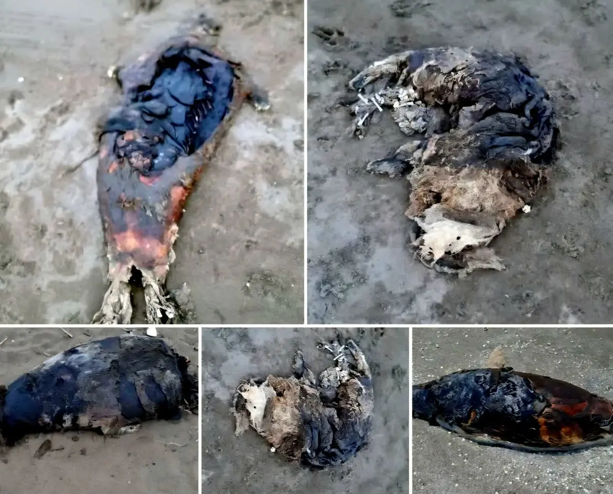 کشف لاشه پنج قلاده فوک خزری در سواحل بابلسر و جویبار / شمار تلفات ثبت شده در سواحل مازندران به ۱۷ مورد رسید