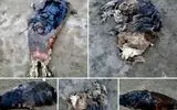کشف لاشه پنج قلاده فوک خزری در سواحل بابلسر و جویبار / شمار تلفات ثبت شده در سواحل مازندران به ۱۷ مورد رسید