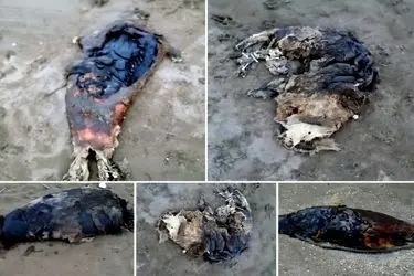 کشف لاشه پنج قلاده فوک خزری در سواحل بابلسر و جویبار / شمار تلفات ثبت شده در سواحل مازندران به ۱۷ مورد رسید