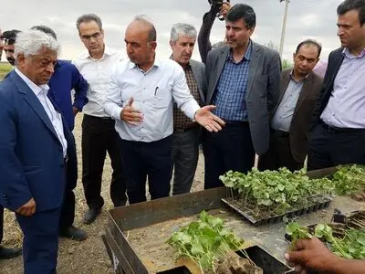 کاهش 40 درصدی مصرف آب در کشت نشایی