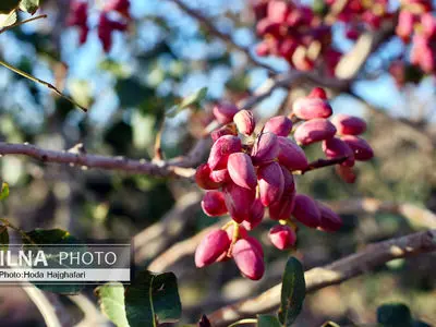 میزان تولید پسته ایران به ۳۰۰ هزار تن می‌رسد