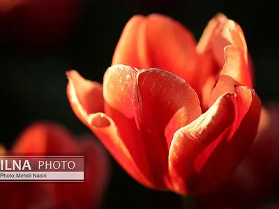 گلهای بهاری