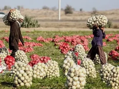 Iran's hub of high-quality onion production and export