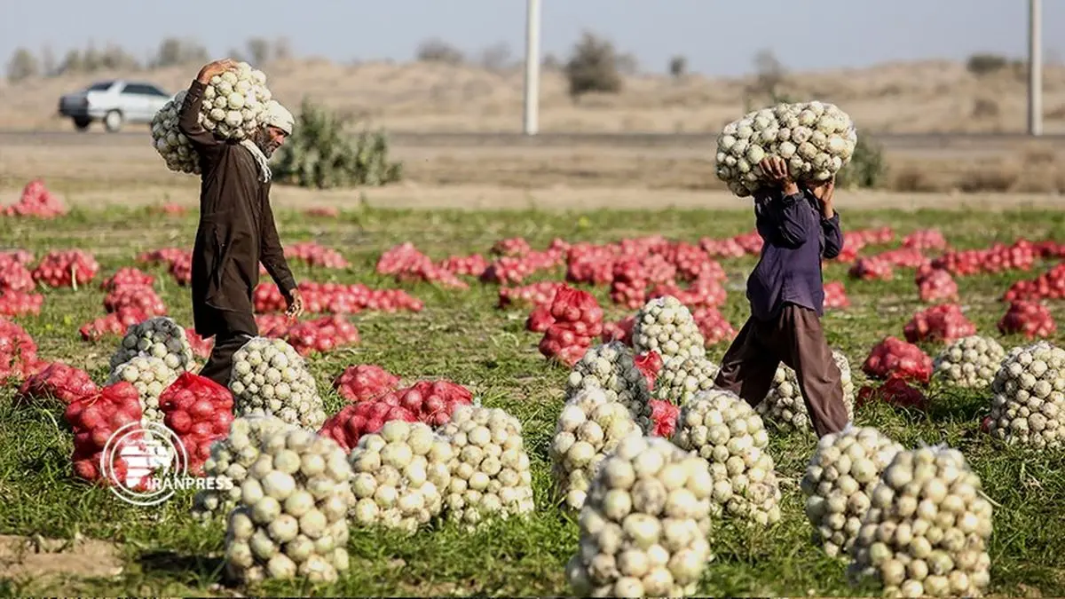 Iran's hub of high-quality onion production and export