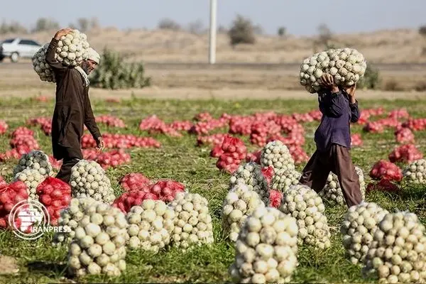 Iran's hub of high-quality onion production and export