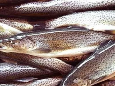 عدم نظارت، چالش تولیدکنندگان ماهی قزل آلا