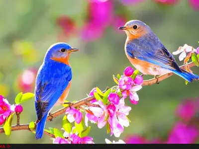 نرم نرمک می رسد اینک بهار